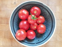 Frisch geerntete Tomaten